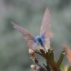 Theclinesthes miskini (Wattle Blue) at Namadgi National Park - 30 Mar 2024 by JohnBundock