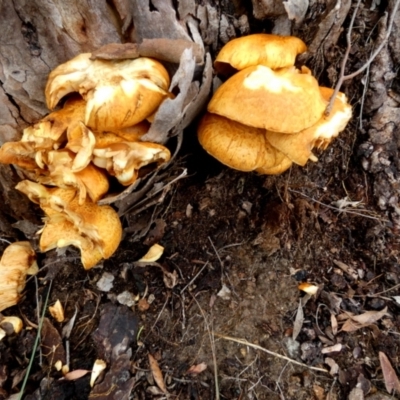 Gymnopilus junonius (Spectacular Rustgill) at Borough, NSW - 10 Apr 2024 by Paul4K