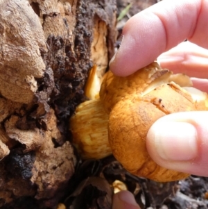 Gymnopilus junonius at QPRC LGA - suppressed