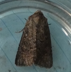 Diarsia intermixta (Chevron Cutworm, Orange Peel Moth.) at Boro - 10 Apr 2024 by Paul4K