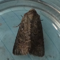 Diarsia intermixta (Chevron Cutworm, Orange Peel Moth.) at QPRC LGA - 11 Apr 2024 by Paul4K