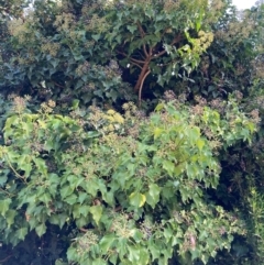 Hedera helix (Ivy) at Mount Majura - 10 Apr 2024 by waltraud