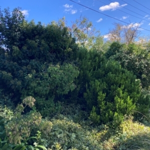 Hedera helix at Mount Majura - 10 Apr 2024