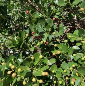 Euonymus japonicus at suppressed - suppressed