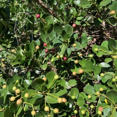 Euonymus japonicus (Evergreen Euonymus) at Mount Majura - 10 Apr 2024 by waltraud