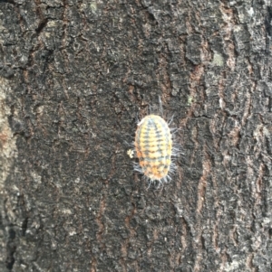 Monophlebulus sp. (genus) at Mount Majura - 4 Apr 2024