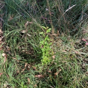 Ligustrum lucidum at Mount Majura - 10 Apr 2024