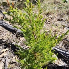 Erica lusitanica (Spanish Heath ) at Fisher, ACT - 11 Apr 2024 by HarleyB