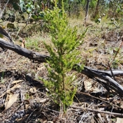 Erica lusitanica at Mount Taylor - 11 Apr 2024