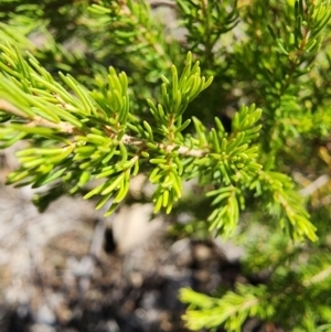 Erica lusitanica at Mount Taylor - 11 Apr 2024