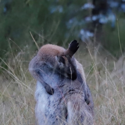 Notamacropus rufogriseus (Red-necked Wallaby) at Kambah, ACT - 9 Apr 2024 by JimL