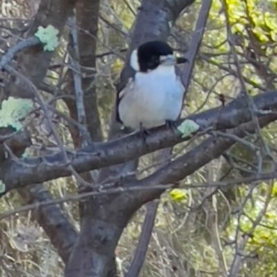 Cracticus torquatus (Grey Butcherbird) at Tharwa, ACT - 10 Apr 2024 by JimL