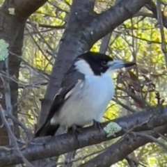 Cracticus torquatus at Tharwa, ACT - 10 Apr 2024