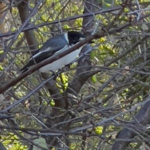 Cracticus torquatus at Tharwa, ACT - 10 Apr 2024