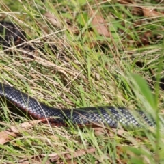 Pseudechis porphyriacus (Red-bellied Black Snake) at Tidbinbilla Nature Reserve - 10 Apr 2024 by JimL