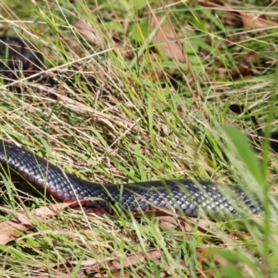Pseudechis porphyriacus (Red-bellied Black Snake) at Tidbinbilla Nature Reserve - 10 Apr 2024 by JimL