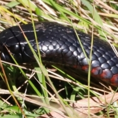 Pseudechis porphyriacus at Tidbinbilla Nature Reserve - 10 Apr 2024