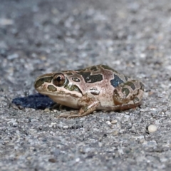 Limnodynastes tasmaniensis (Spotted Grass Frog) at Tidbinbilla Nature Reserve - 10 Apr 2024 by JimL