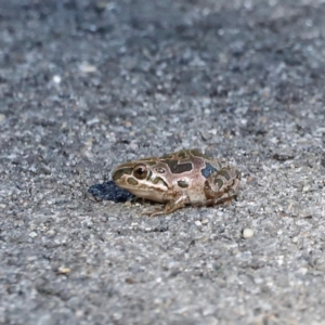 Limnodynastes tasmaniensis at Tidbinbilla Nature Reserve - 10 Apr 2024