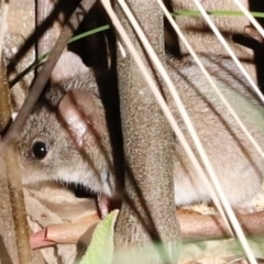 Antechinus agilis (Agile Antechinus) at Paddys River, ACT - 10 Apr 2024 by JimL