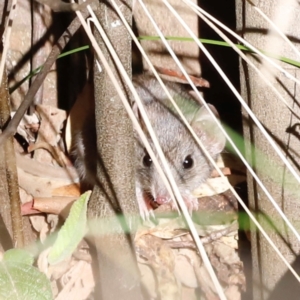 Antechinus agilis at Tidbinbilla Nature Reserve - 10 Apr 2024 04:21 PM