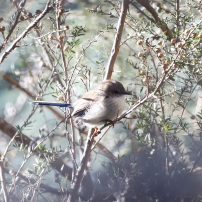 Malurus cyaneus (Superb Fairywren) at Paddys River, ACT - 10 Apr 2024 by JimL