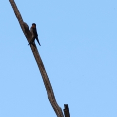 Hirundo neoxena (Welcome Swallow) at Tidbinbilla Nature Reserve - 10 Apr 2024 by JimL