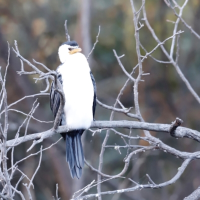 Microcarbo melanoleucos (Little Pied Cormorant) at Paddys River, ACT - 10 Apr 2024 by JimL
