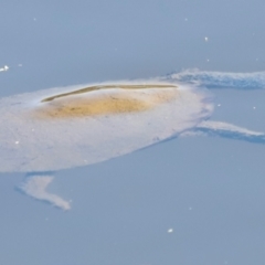 Chelodina longicollis (Eastern Long-necked Turtle) at Tidbinbilla Nature Reserve - 10 Apr 2024 by JimL