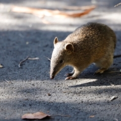 Isoodon obesulus obesulus (Southern Brown Bandicoot) at Paddys River, ACT - 10 Apr 2024 by JimL