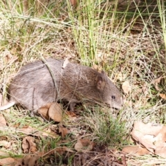 Isoodon obesulus obesulus at Tidbinbilla Nature Reserve - 10 Apr 2024