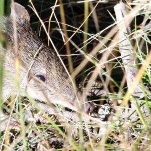 Isoodon obesulus obesulus at Tidbinbilla Nature Reserve - 10 Apr 2024