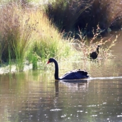 Cygnus atratus (Black Swan) at Paddys River, ACT - 10 Apr 2024 by JimL