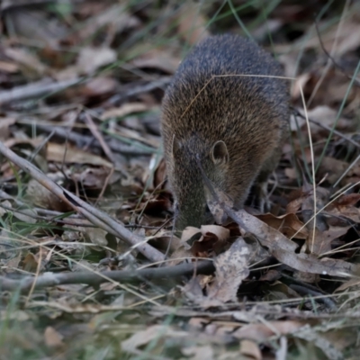 Isoodon obesulus obesulus (Southern Brown Bandicoot) at Kambah, ACT - 10 Apr 2024 by JimL
