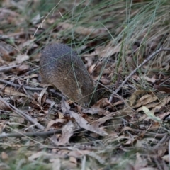 Isoodon obesulus obesulus at Tidbinbilla Nature Reserve - 10 Apr 2024