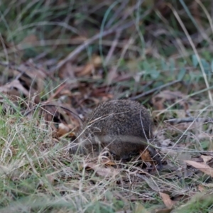 Isoodon obesulus obesulus at Tidbinbilla Nature Reserve - 10 Apr 2024