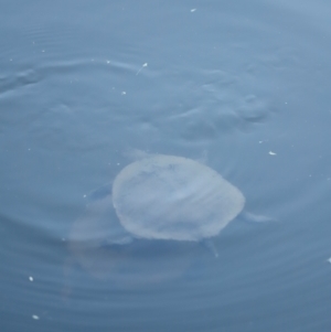 Chelodina longicollis at Tidbinbilla Nature Reserve - 10 Apr 2024