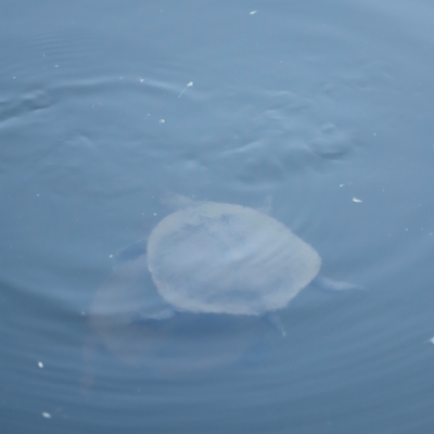 Chelodina longicollis (Eastern Long-necked Turtle) at Paddys River, ACT - 10 Apr 2024 by JimL