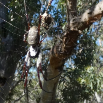 Trichonephila edulis (Golden orb weaver) at QPRC LGA - 11 Apr 2024 by Paul4K