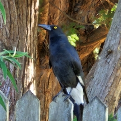 Strepera graculina (Pied Currawong) at Braidwood, NSW - 11 Apr 2024 by MatthewFrawley