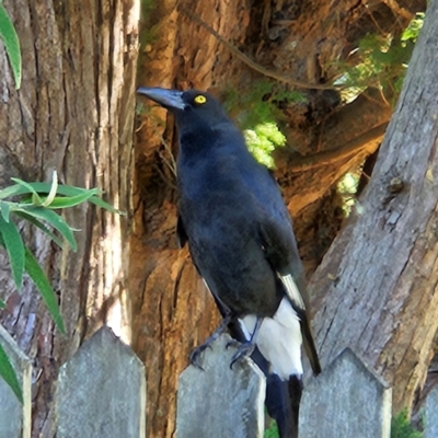 Strepera graculina (Pied Currawong) at QPRC LGA - 11 Apr 2024 by MatthewFrawley