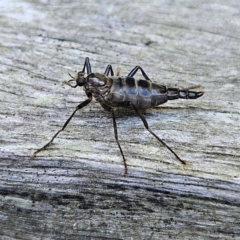 Boreoides subulatus (Wingless Soldier Fly) at Braidwood, NSW - 11 Apr 2024 by MatthewFrawley