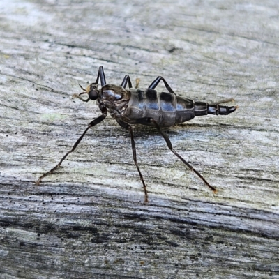 Boreoides subulatus (Wingless Soldier Fly) at QPRC LGA - 11 Apr 2024 by MatthewFrawley