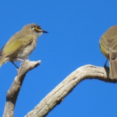 Caligavis chrysops (Yellow-faced Honeyeater) at Symonston, ACT - 11 Apr 2024 by RobParnell