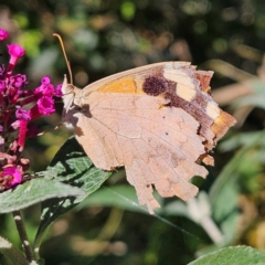 Heteronympha merope (Common Brown Butterfly) at QPRC LGA - 11 Apr 2024 by MatthewFrawley