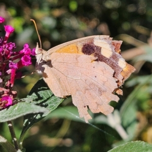 Heteronympha merope at QPRC LGA - 11 Apr 2024 02:07 PM