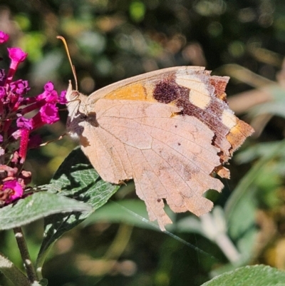 Heteronympha merope (Common Brown Butterfly) at QPRC LGA - 11 Apr 2024 by MatthewFrawley