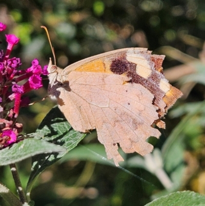 Heteronympha merope (Common Brown Butterfly) at Braidwood, NSW - 11 Apr 2024 by MatthewFrawley