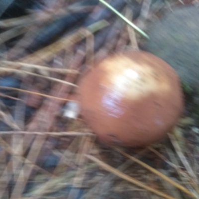 Suillus luteus (Slippery Jack) at Glenbog State Forest - 11 Apr 2024 by mahargiani