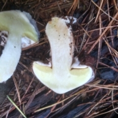 Suillus luteus at Glenbog State Forest - 11 Apr 2024 10:10 AM